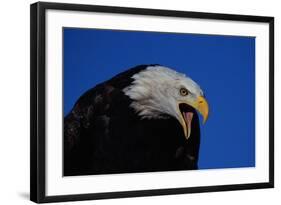 Bald Eagle-W. Perry Conway-Framed Photographic Print