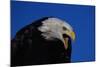 Bald Eagle-W. Perry Conway-Mounted Photographic Print