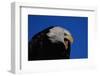 Bald Eagle-W. Perry Conway-Framed Photographic Print