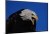 Bald Eagle-W. Perry Conway-Mounted Photographic Print