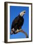 Bald Eagle-W^ Perry Conway-Framed Photographic Print