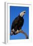 Bald Eagle-W^ Perry Conway-Framed Photographic Print