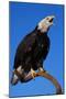 Bald Eagle-W^ Perry Conway-Mounted Photographic Print