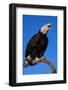 Bald Eagle-W^ Perry Conway-Framed Photographic Print