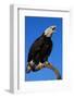 Bald Eagle-W^ Perry Conway-Framed Photographic Print