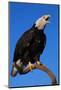 Bald Eagle-W^ Perry Conway-Mounted Photographic Print