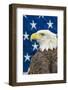 Bald Eagle-Jay Ondreicka-Framed Photographic Print