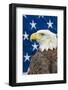 Bald Eagle-Jay Ondreicka-Framed Photographic Print