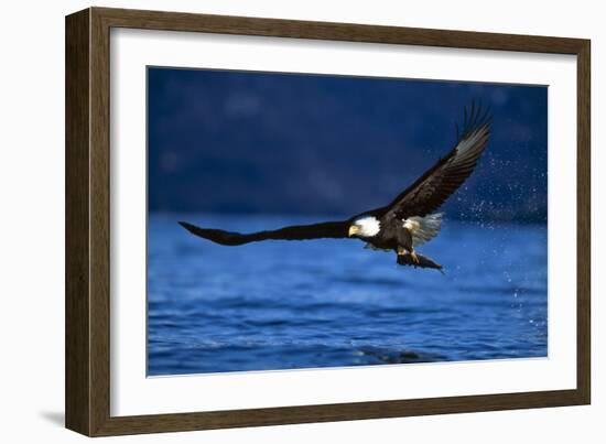 Bald Eagle-null-Framed Photographic Print