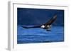 Bald Eagle-null-Framed Photographic Print