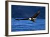 Bald Eagle-null-Framed Photographic Print