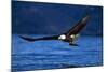 Bald Eagle-null-Mounted Photographic Print