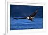 Bald Eagle-null-Framed Photographic Print