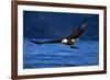 Bald Eagle-null-Framed Photographic Print