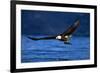 Bald Eagle-null-Framed Photographic Print