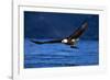 Bald Eagle-null-Framed Photographic Print