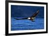 Bald Eagle-null-Framed Photographic Print