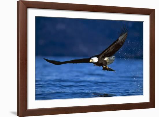 Bald Eagle-null-Framed Photographic Print