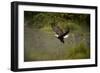 Bald Eagle-null-Framed Photographic Print