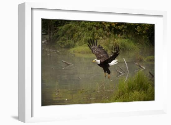 Bald Eagle-null-Framed Photographic Print