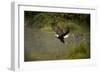 Bald Eagle-null-Framed Photographic Print