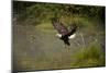 Bald Eagle-null-Mounted Photographic Print