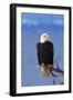 Bald Eagle-null-Framed Photographic Print