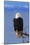 Bald Eagle-null-Mounted Photographic Print