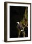 Bald Eagle-null-Framed Photographic Print