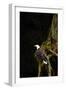 Bald Eagle-null-Framed Photographic Print