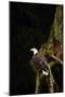 Bald Eagle-null-Mounted Photographic Print