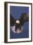 Bald Eagle-null-Framed Photographic Print