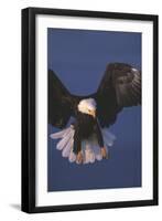 Bald Eagle-null-Framed Photographic Print