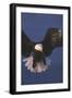 Bald Eagle-null-Framed Photographic Print