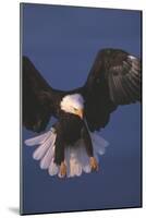 Bald Eagle-null-Mounted Photographic Print