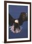 Bald Eagle-null-Framed Photographic Print