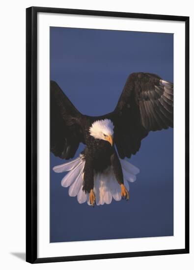 Bald Eagle-null-Framed Photographic Print