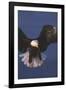 Bald Eagle-null-Framed Photographic Print