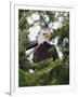 Bald Eagle-null-Framed Photographic Print