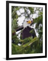 Bald Eagle-null-Framed Photographic Print