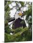 Bald Eagle-null-Mounted Photographic Print