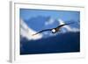 Bald Eagle-null-Framed Photographic Print