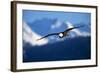 Bald Eagle-null-Framed Photographic Print