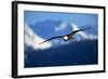 Bald Eagle-null-Framed Photographic Print