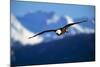 Bald Eagle-null-Mounted Photographic Print