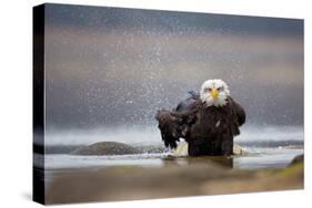 Bald Eagle-Milan Zygmunt-Stretched Canvas