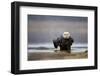 Bald Eagle-Milan Zygmunt-Framed Photographic Print