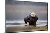 Bald Eagle-Milan Zygmunt-Mounted Photographic Print