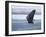 Bald Eagle-Shlomo Waldmann-Framed Photographic Print