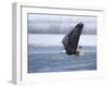 Bald Eagle-Shlomo Waldmann-Framed Photographic Print